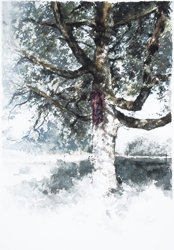 Le chêne de la Gagère 1 - 47 x 39 cm - aquarelle et gouache blanche - © Marie-Pierre Lavallard
