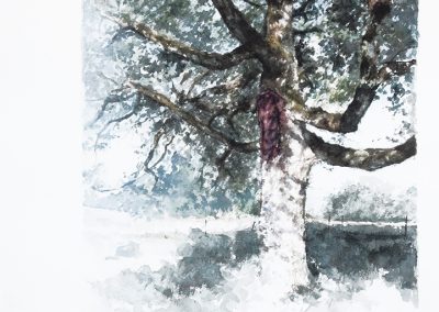 Le chêne de la Gagère 1 - 47 x 39 cm - aquarelle et gouache blanche - © Marie-Pierre Lavallard